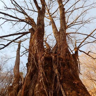 立派なカツラの大木