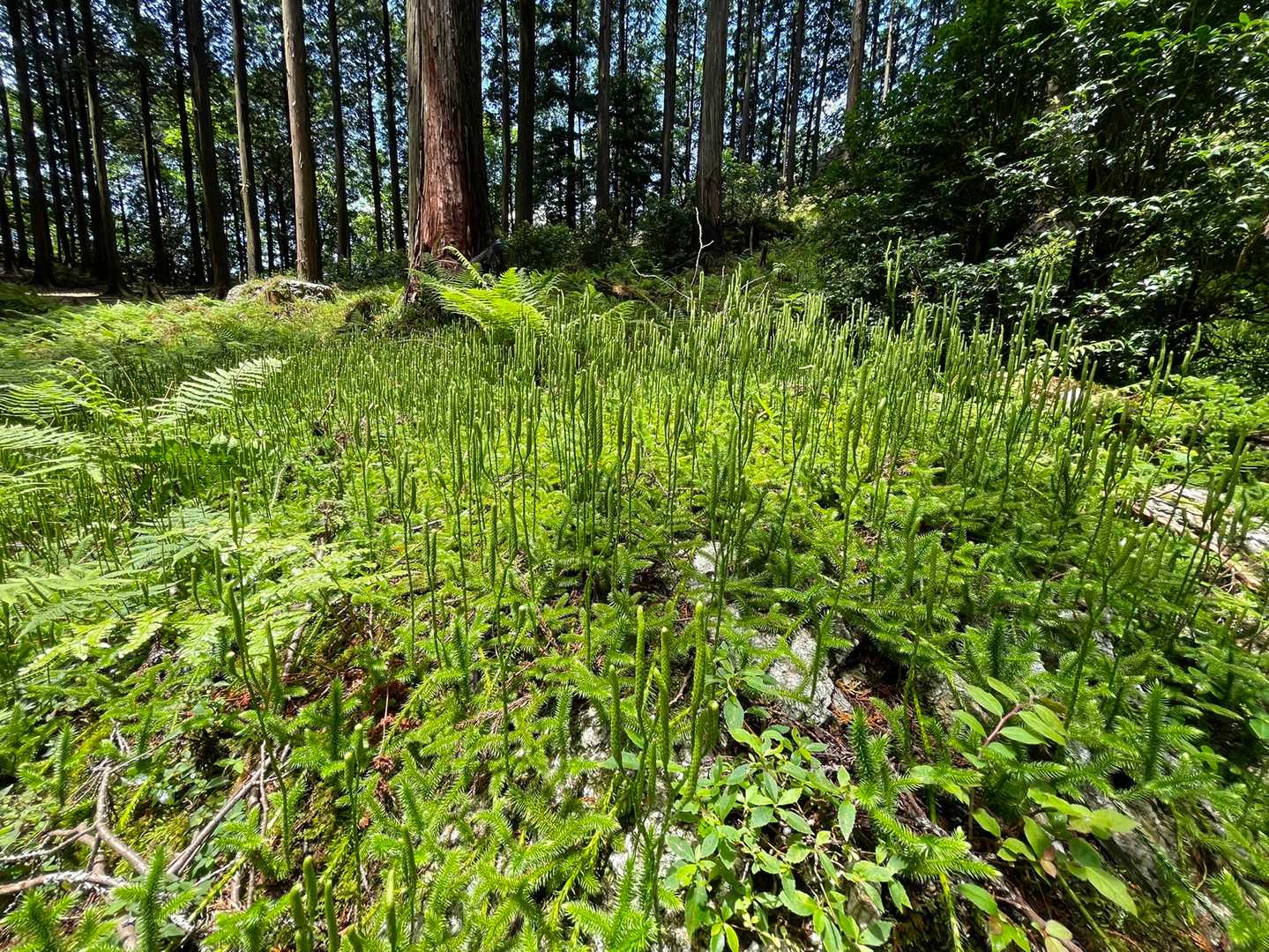 白屋岳登山口-白屋岳 往復コースの写真