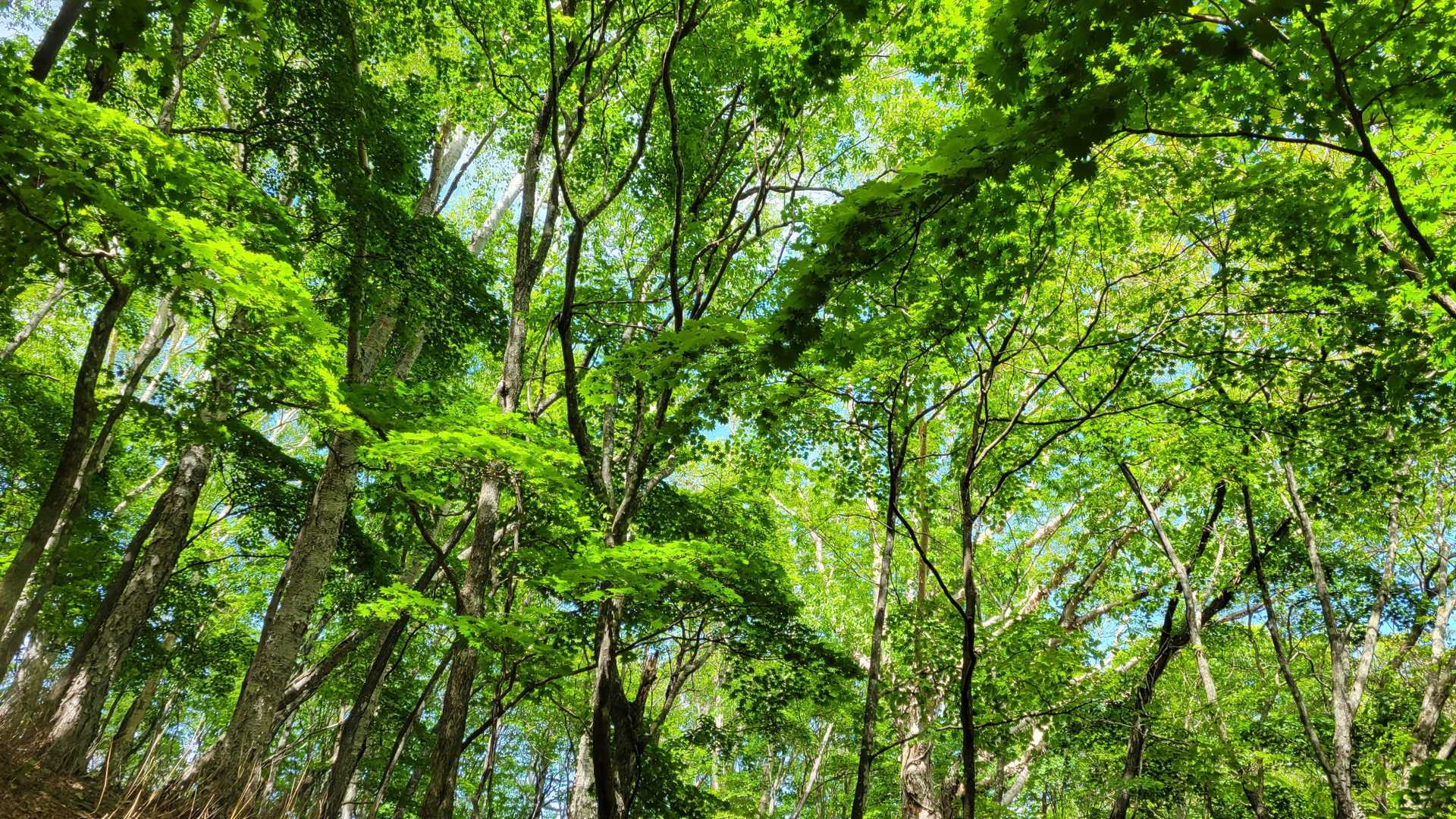 最後は緑の森から