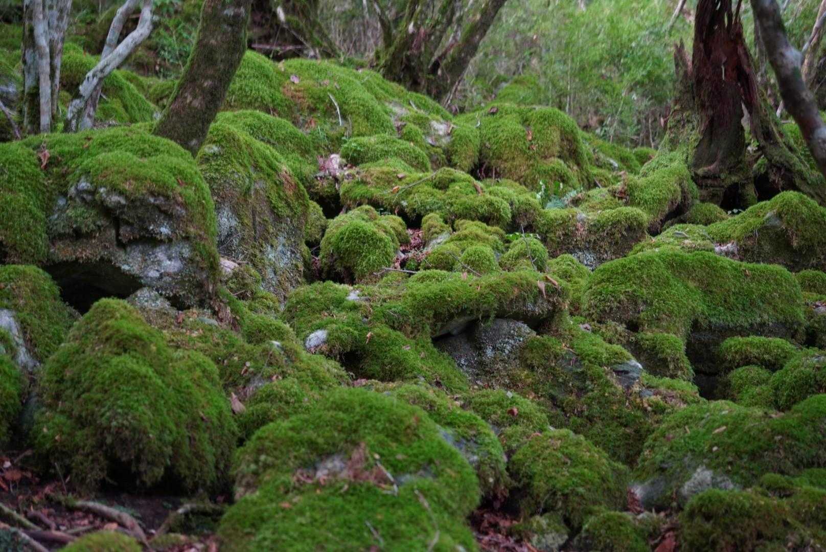 苔の森へ