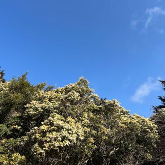 池の平まではハイキングコース
アセビのトンネル潜りここから登山開始
つるべ落としの滝方面の分岐には通行止めの記載なし