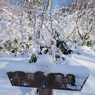薮が雪で埋まって無くて、冬道は全然通れません。夏道を進みます。