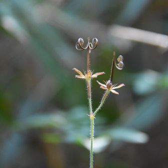 ゲンノショウコ
別名ミコシ草