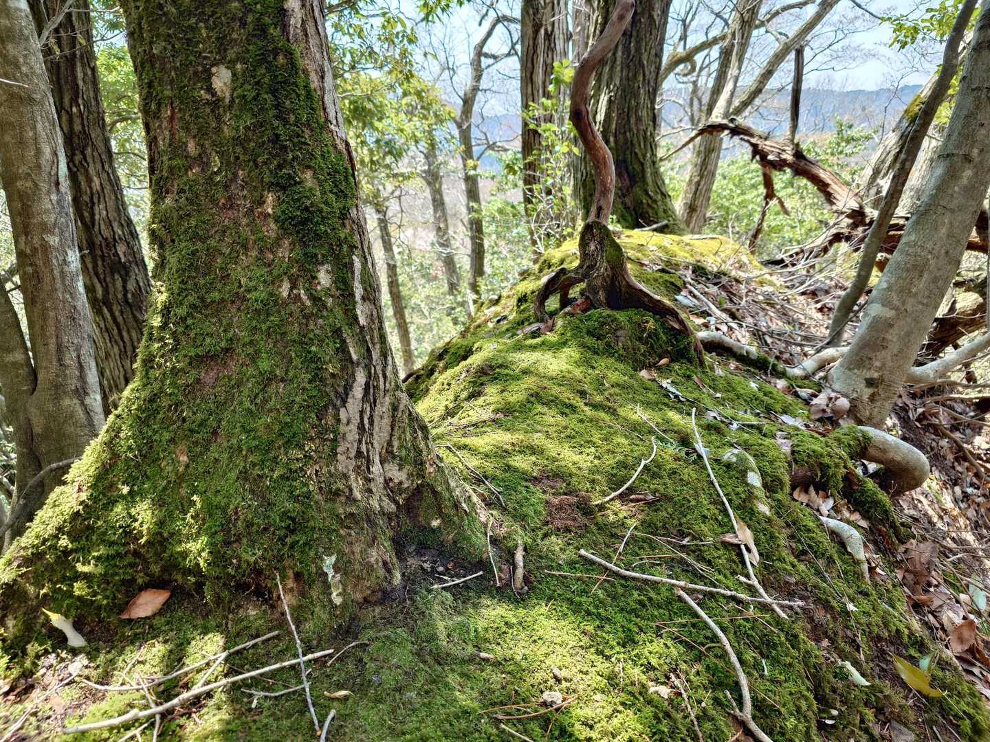 七七頭ヶ岳 往復コースの写真