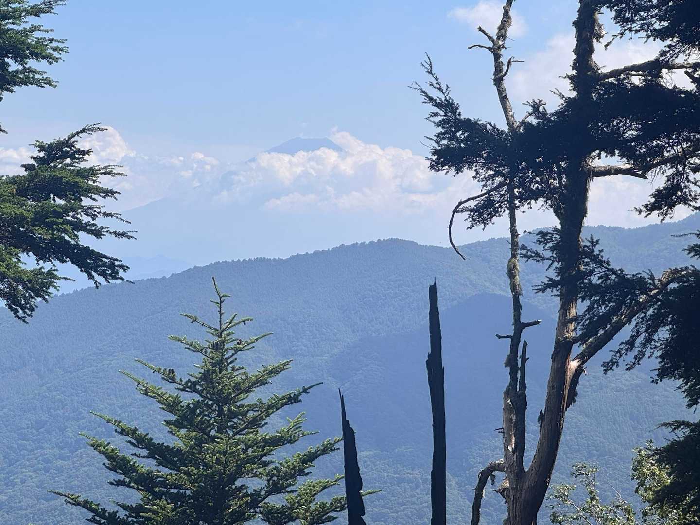 樹林帯から時たま見れる富士山🗻✨