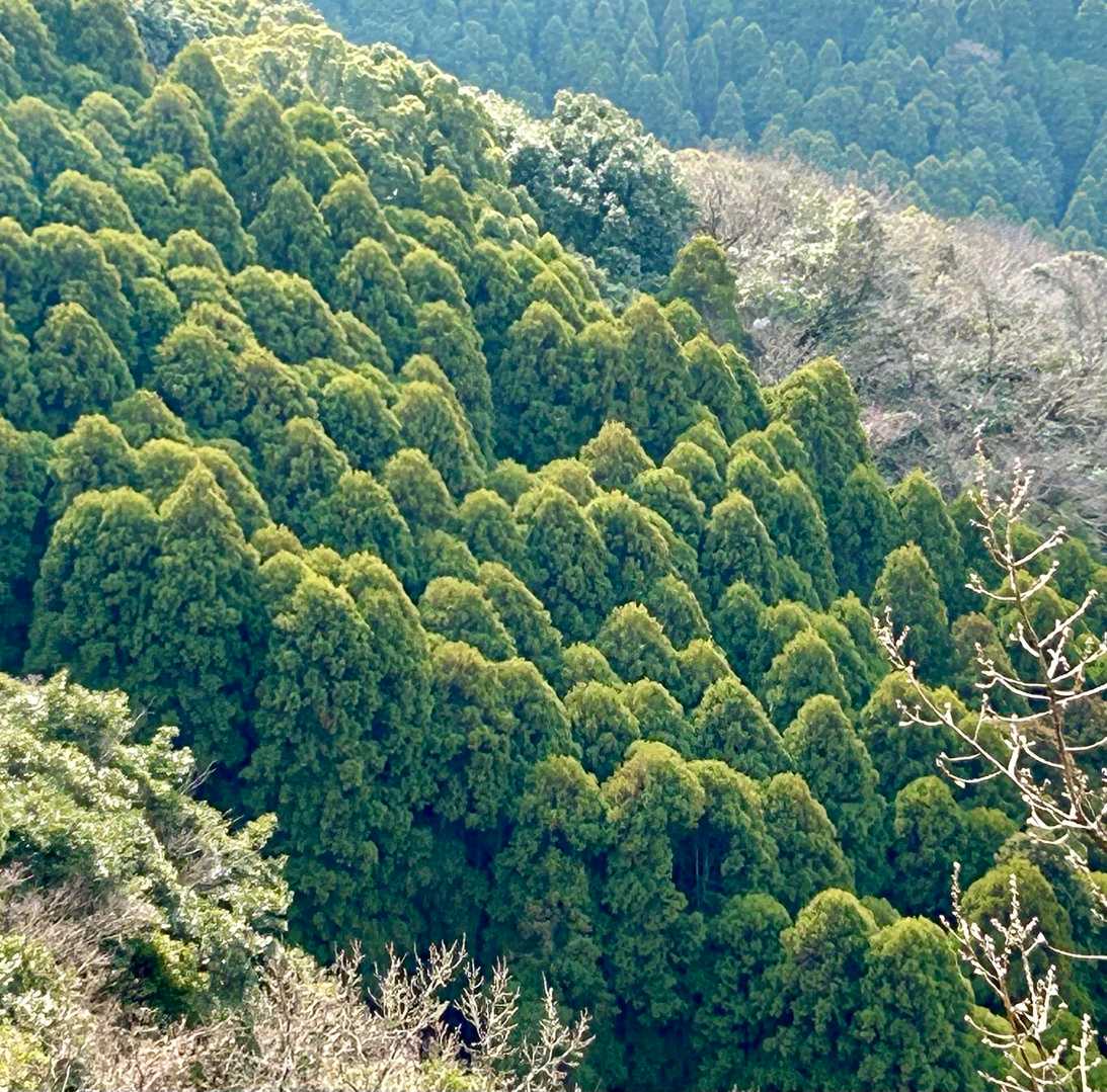 混み合っちょる(｡≖‿≖ฺ)ｷﾞｭｳｷﾞｭｳ
