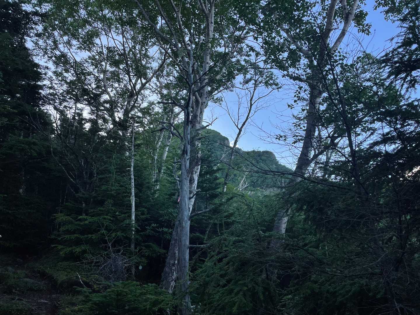 阿弥陀岳がチラ見えしはじめ、あんなに高いところに登れるんだろうかと不安になるのはいつものこと。
この辺りから急登で一気に登る。