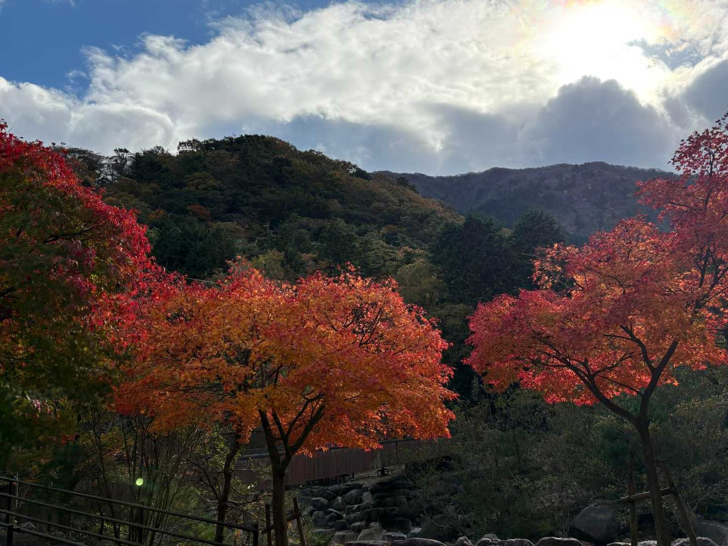 紅葉🍁綺麗🤩