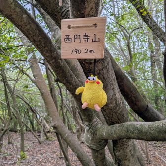 西円寺山登頂です🙌ヽ(=´▽`=)ﾉ
相棒もお疲れ様💕😍