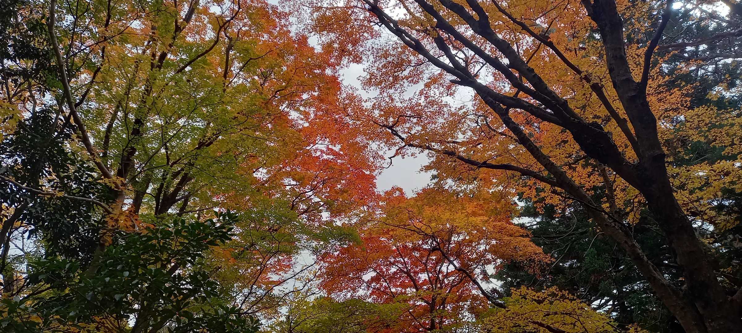 グラデーションやばい✨️