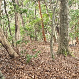 次回はロープじゃなくて　お宮の真正面から下りること