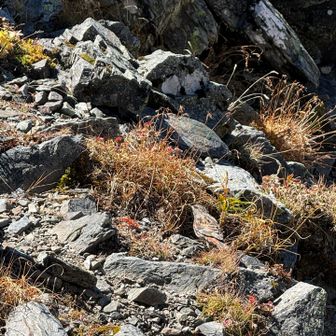 岩ヒバリがずっと戯れてくれる