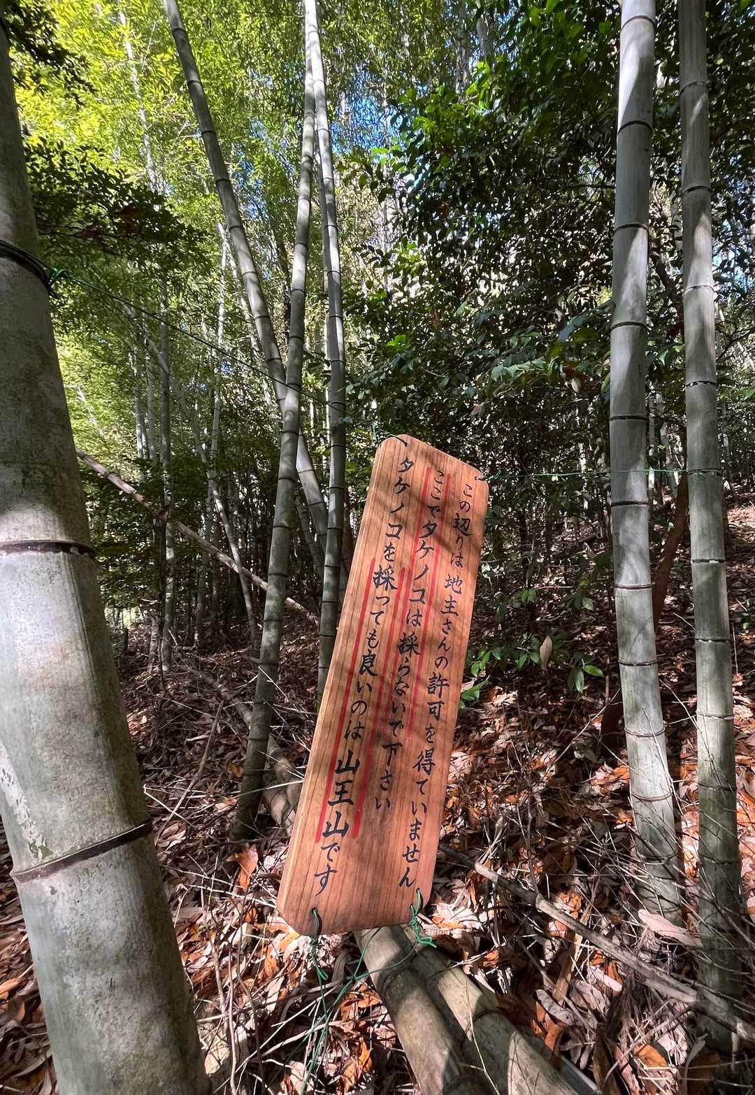 春には、山王山で筍がりだ！
