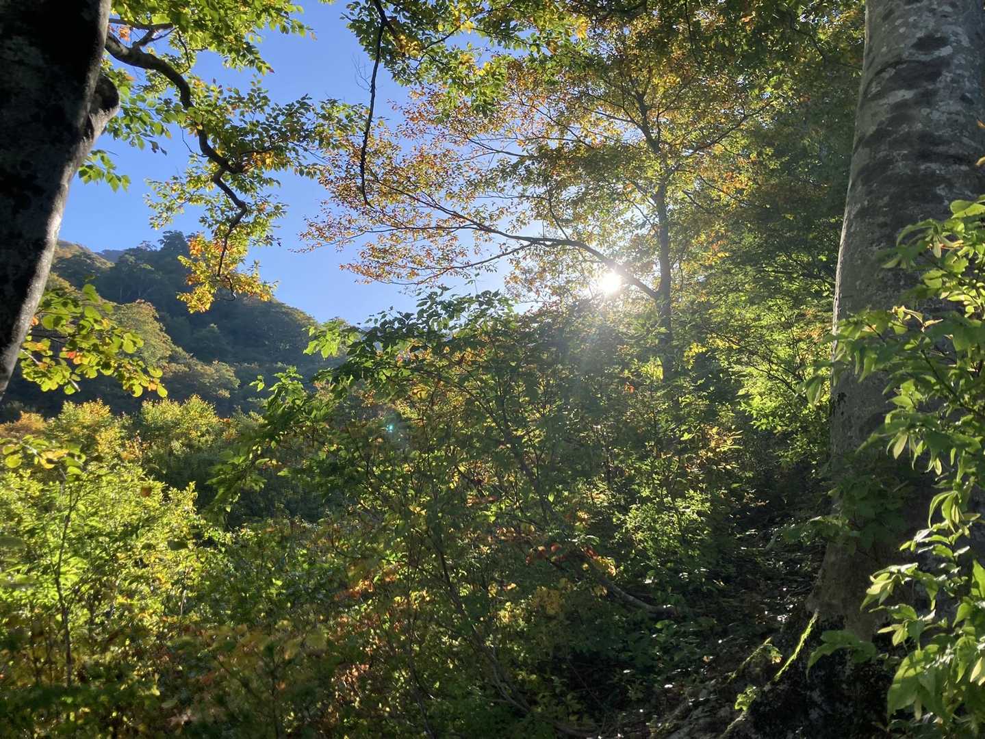 朝日
この時間は山の影になってて暗めの道に