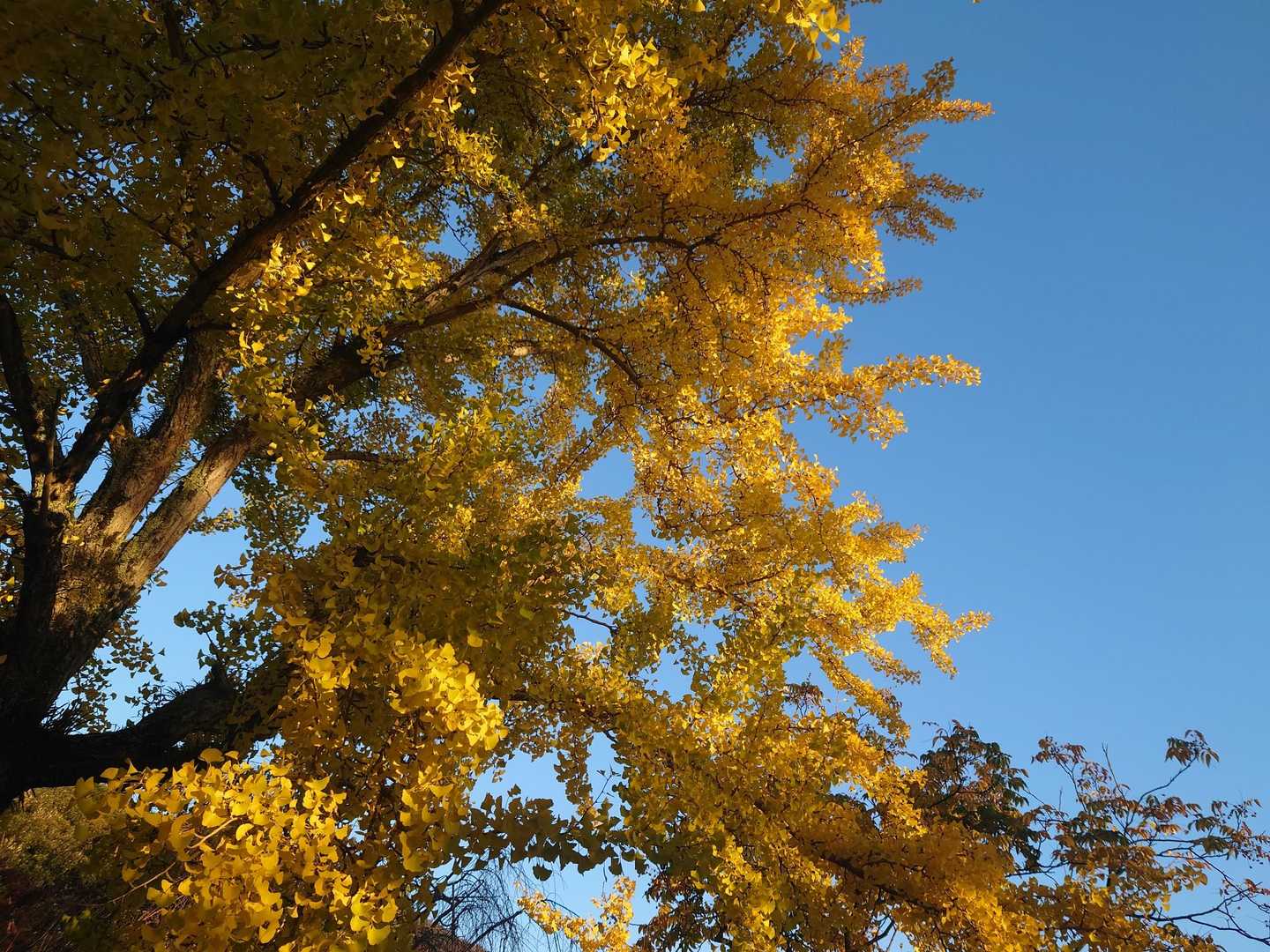 常宮神社の境内は紅葉真っ盛り