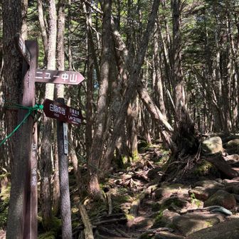 ニュー中山