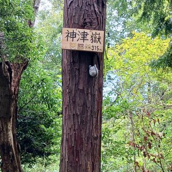 神津嶽山頂
７月に下りに使った時はトラバースルートだったので山頂を踏むのは初めて🔰