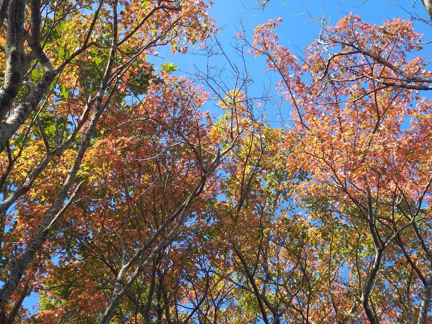 途中の木々の紅葉はバラバラで、結構葉が焼けたものが多いです🍂