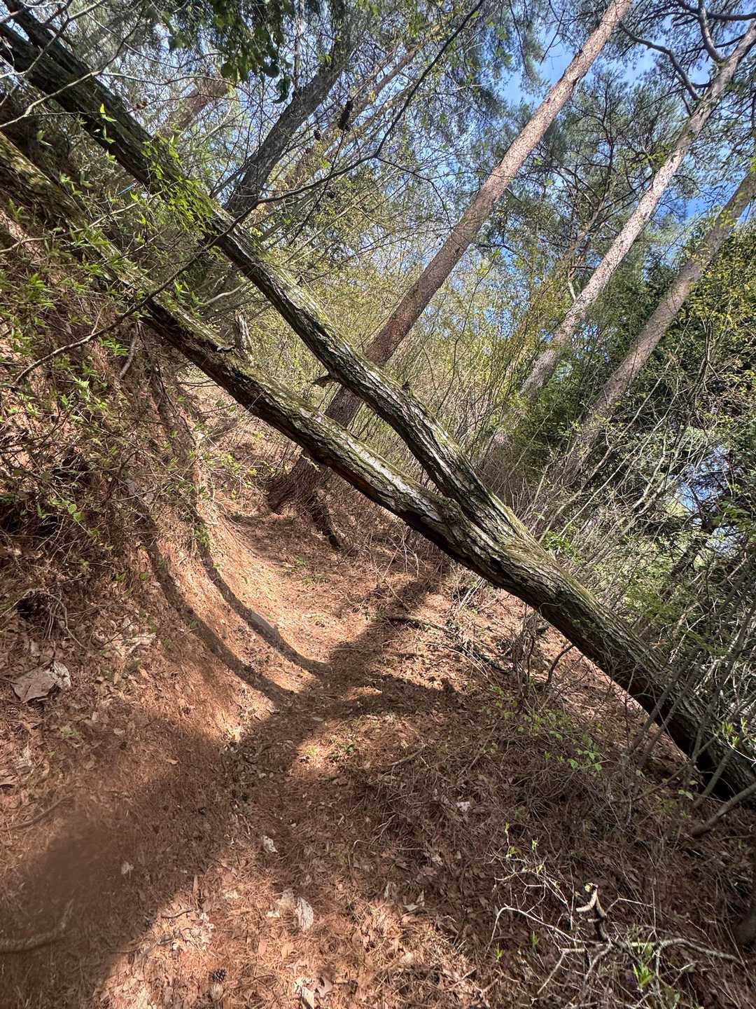 笠松山登山口-笠松峠-笠松山 往復コースの写真