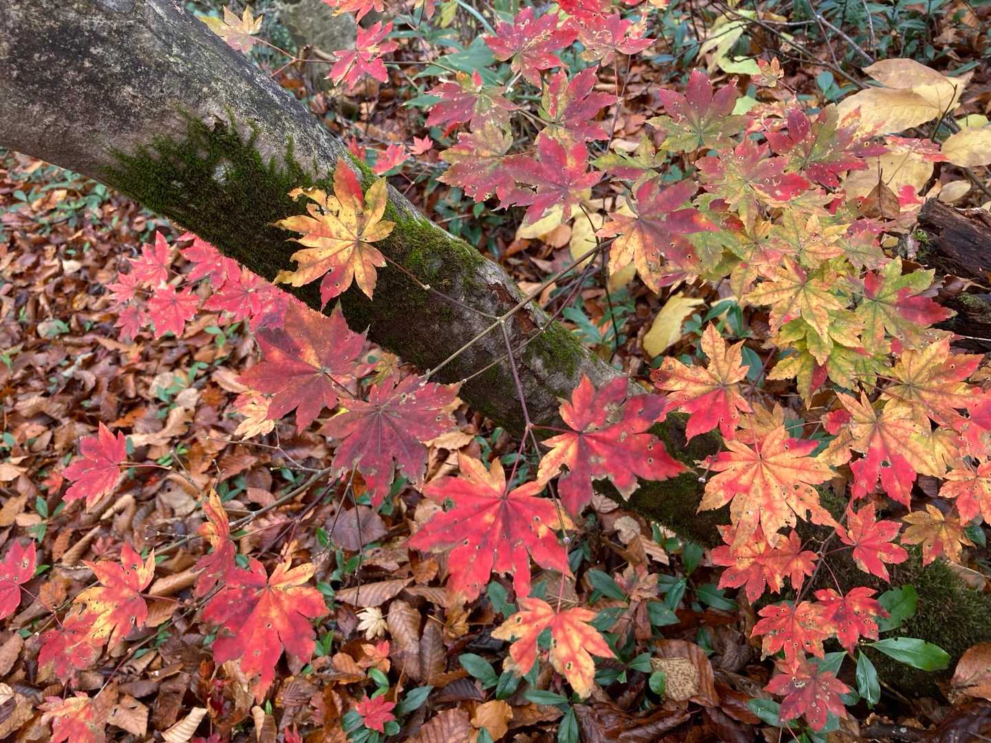 北面白山登山入口-三沢山-面白山 往復コースの写真