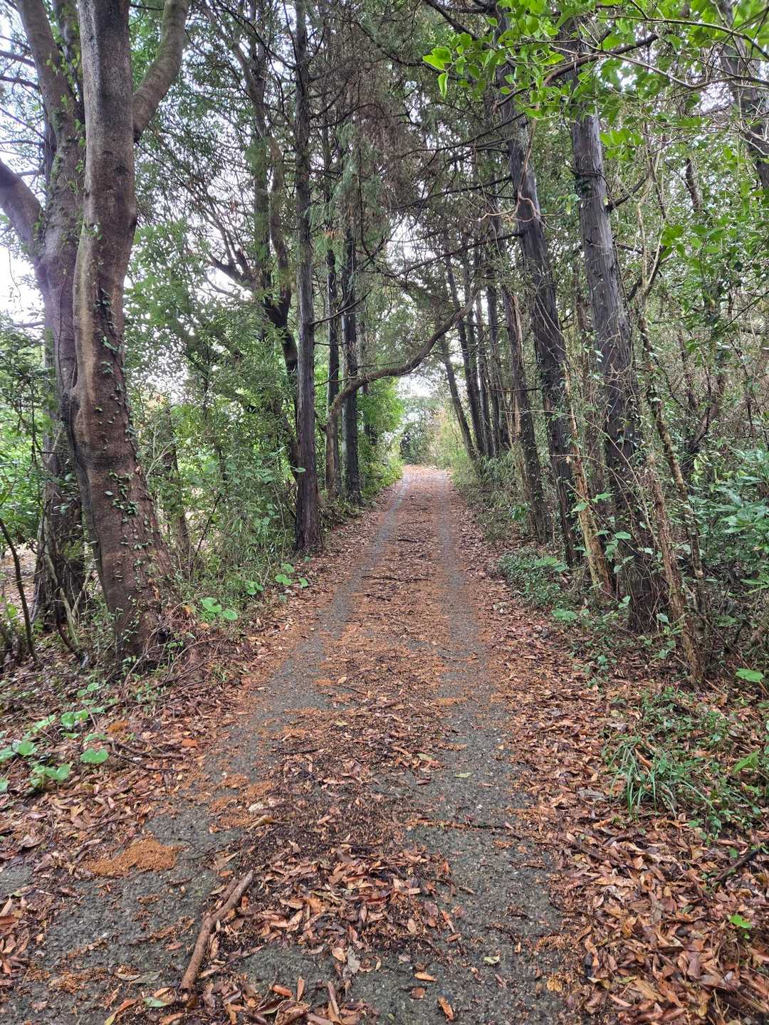 舗装路ももうちょっとかな？