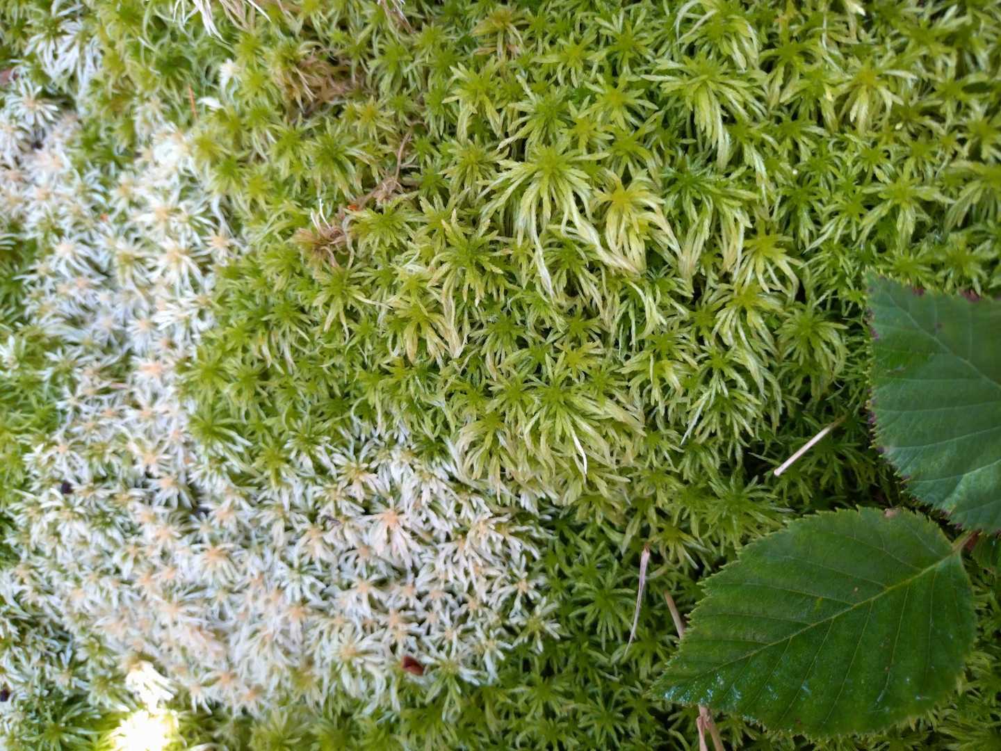 緑と白のコラボ苔
🟢◯🌿
