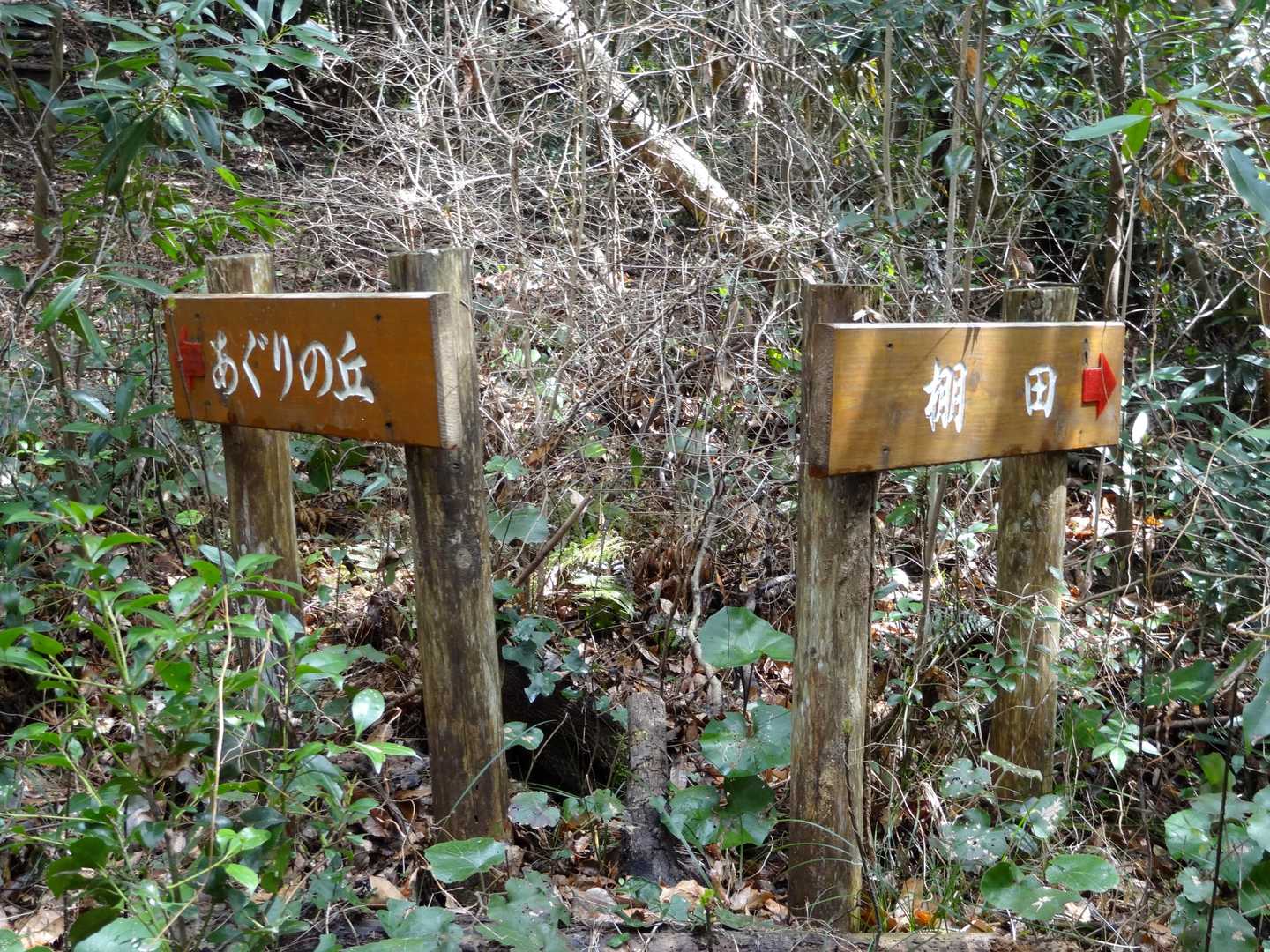 分岐まで来ました🚶‍♂
本来、【あぐりの丘】からが正規の飯盛岳ルートです。私は変人なので田園ルートで来ました。