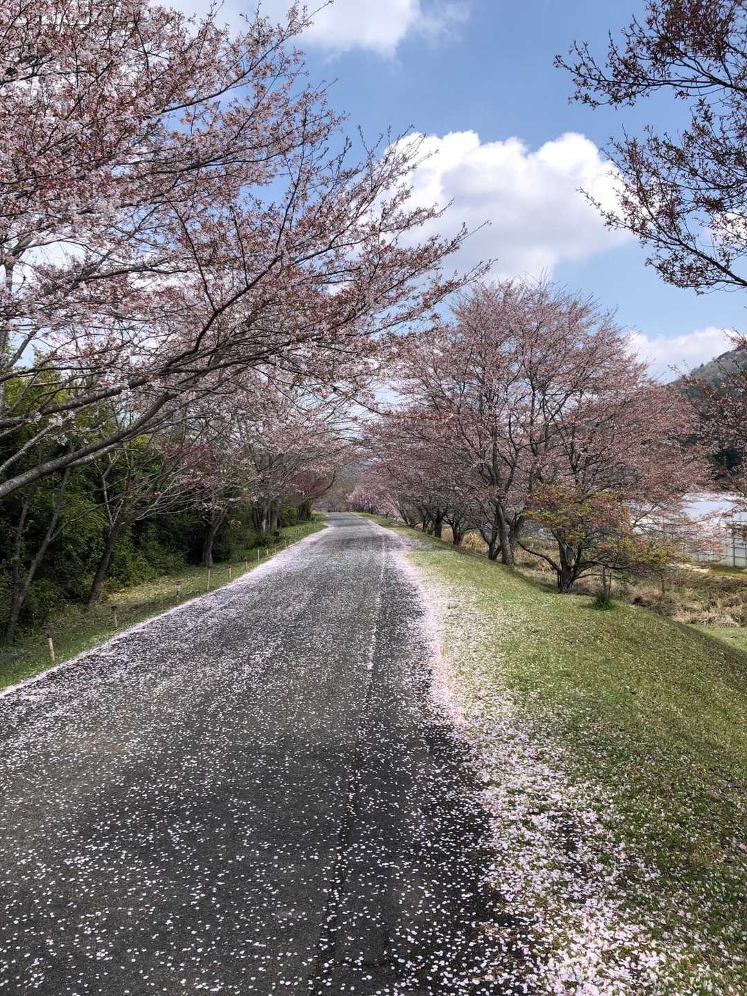 桜吹雪が舞い、ウキウキします