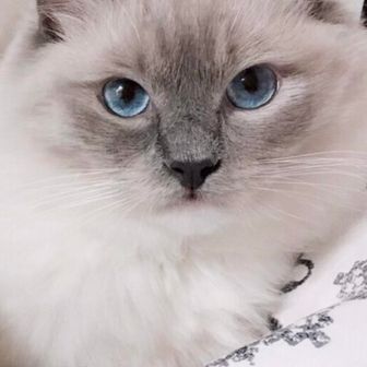 白い海老フライ