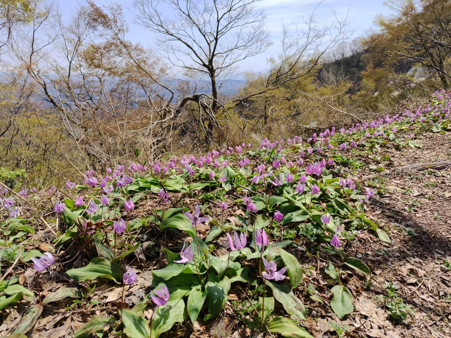 カタクリ大群生。
