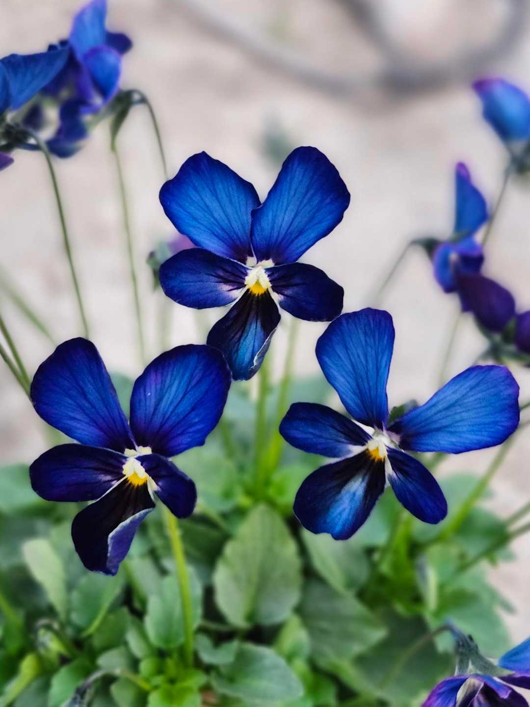 昨年の｢すみれ図鑑｣に続き｢パルプンテ｣ / きまぐれ坊やさんの