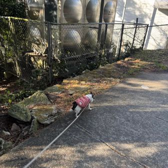 さぁー帰るわよ🐕