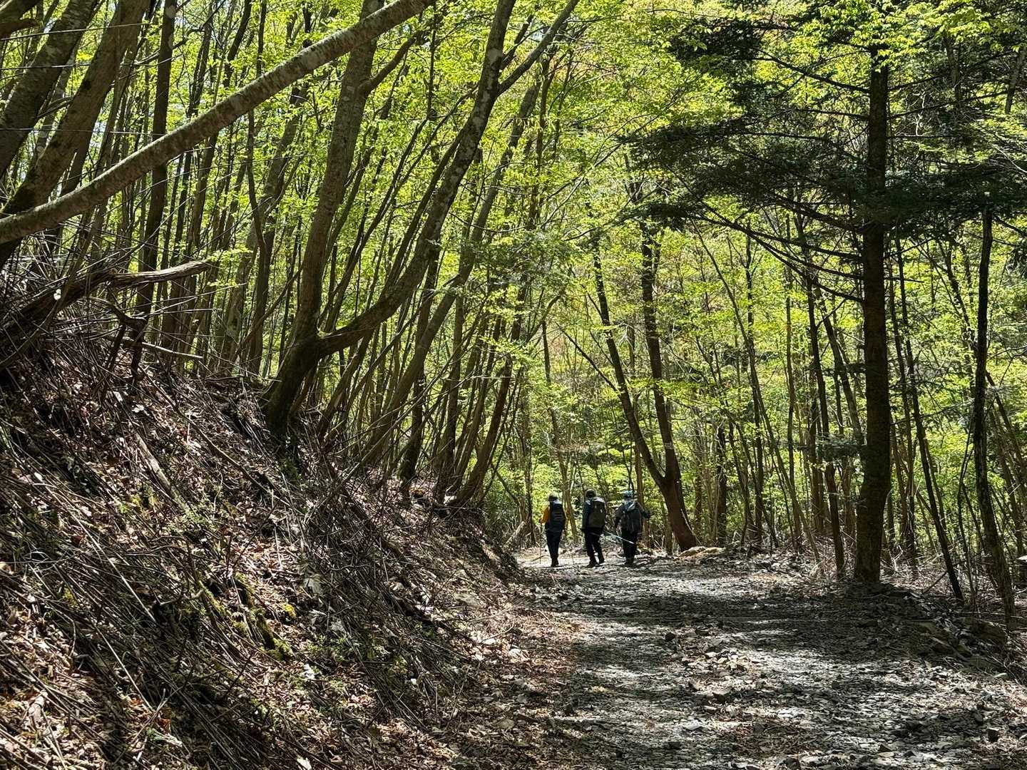 新緑の林道を歩いて登山口に向かいます🌿

ありがとうございました。