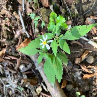 シオン？何かキク科の花っぽい