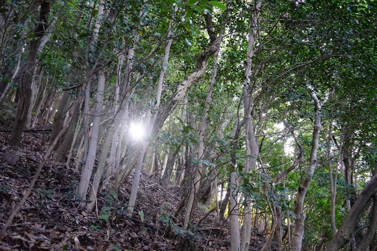 始終日陰の登山道に一筋の光✨