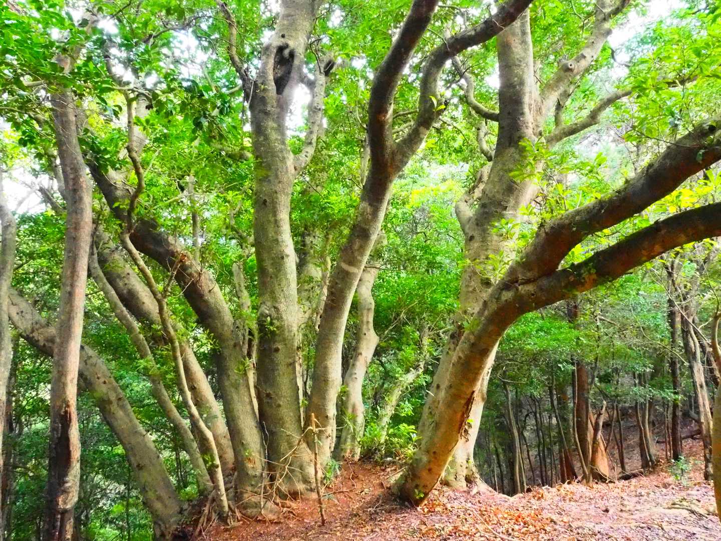 龍仙山-平山 周回コースの写真