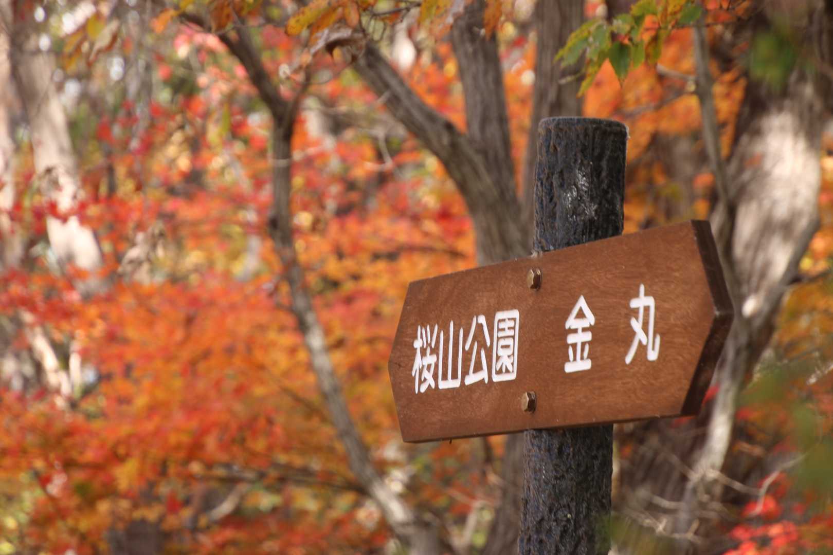 桜山 往復コースの写真