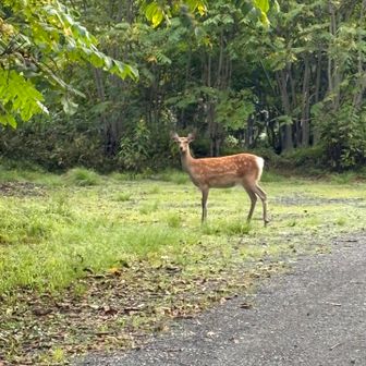 シカがお出迎え🦌