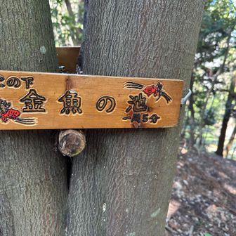 今日も見てこかなぁー🐟
池までは少しだけ下ります