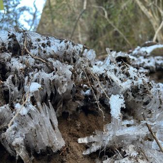 霜柱も育ってました。