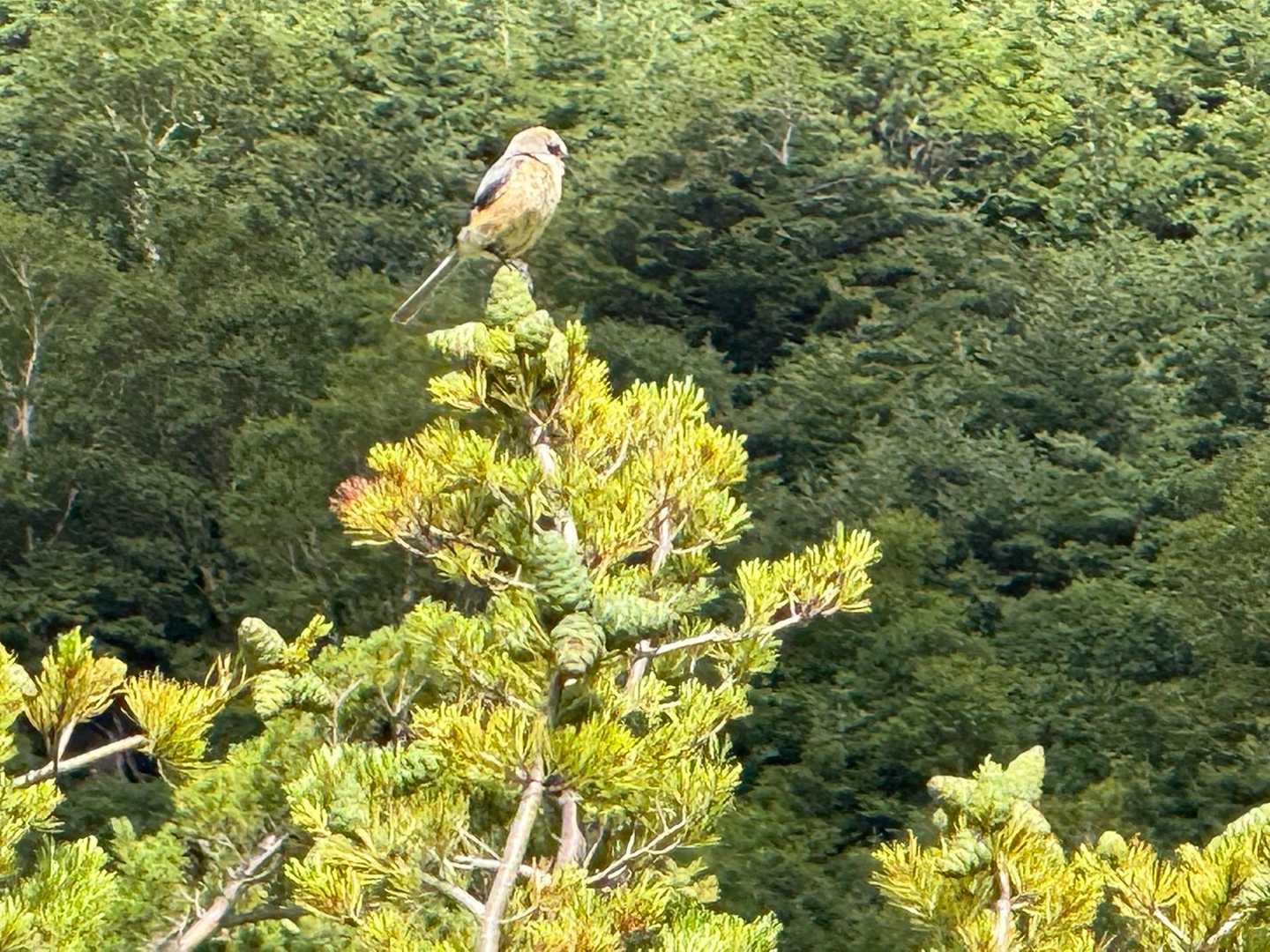 君の名は。。。🐦