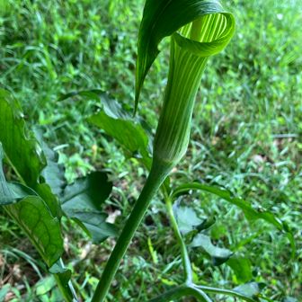 凛々しいマムシ草💚