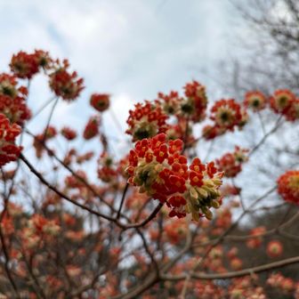 赤いミツマタはレア