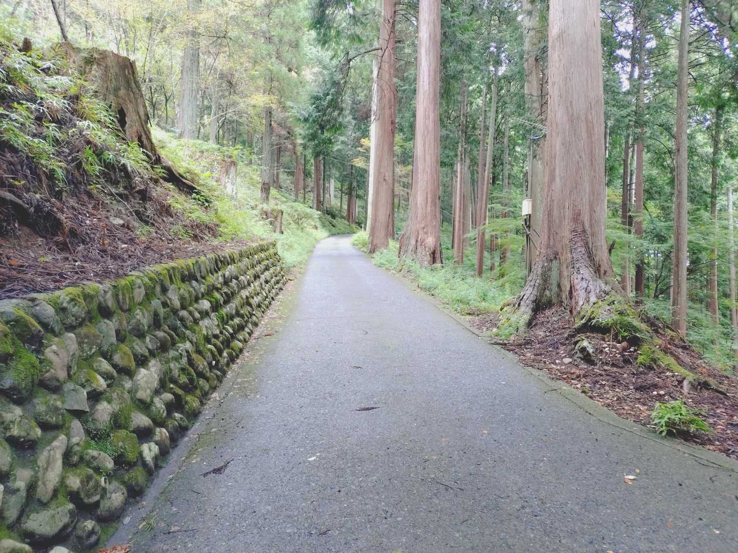 高尾山１号路よりは急じゃないけど結構な角度で汗だくだく🥵
もう2、3分起きに立ち止まって汗拭いてます💦