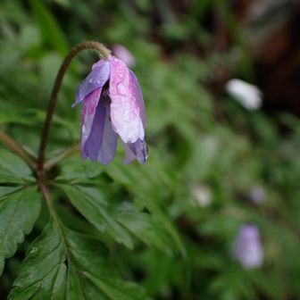 ムラサキのキクザキイチゲ
光ってます。