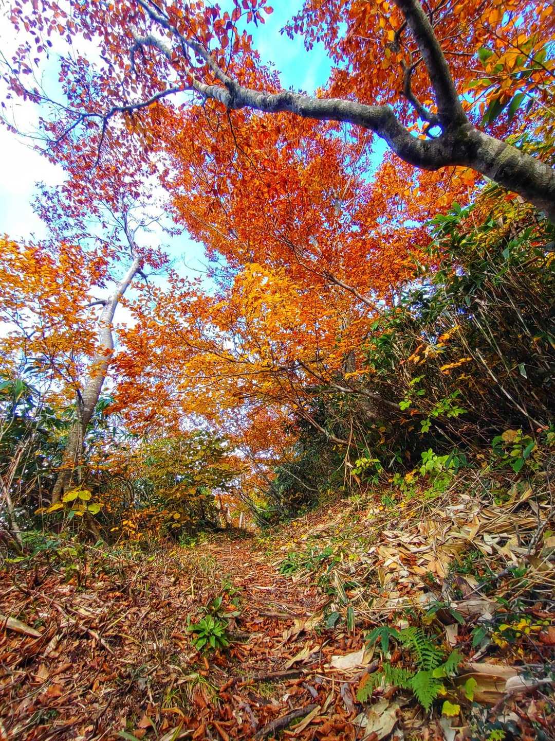 山伏岳 往復コースの写真