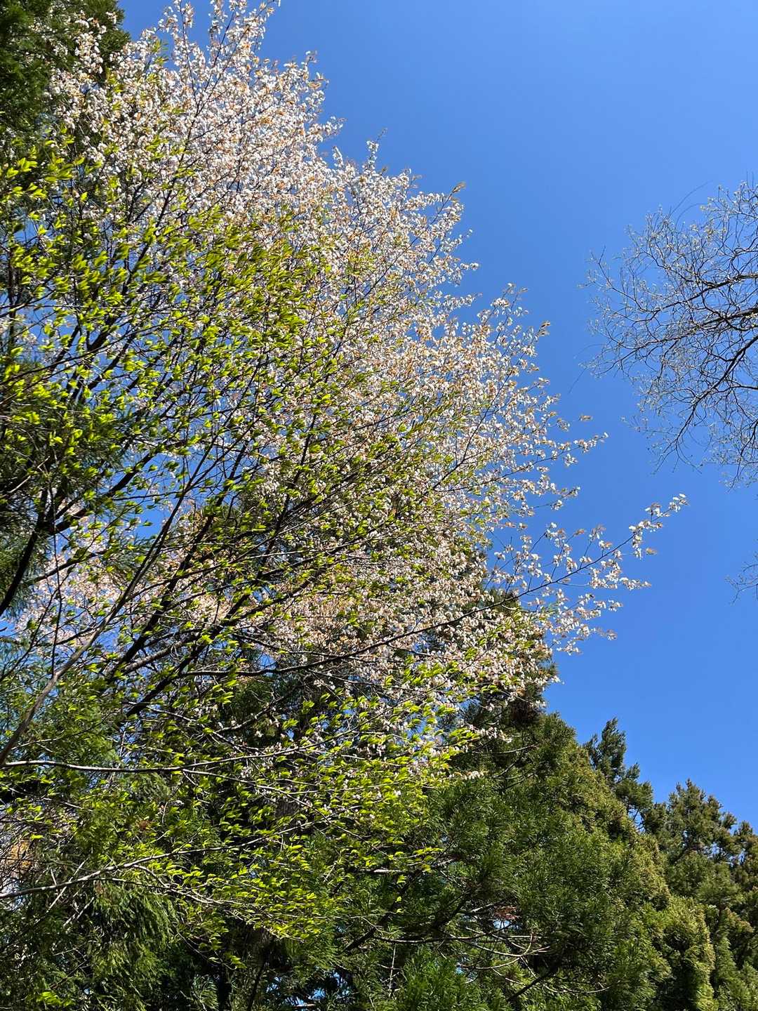 林道をてくてく下ります。山桜が咲いています。