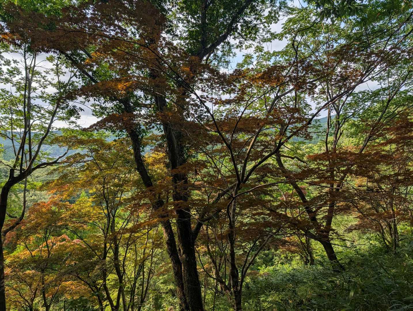 秋みたいですね😃