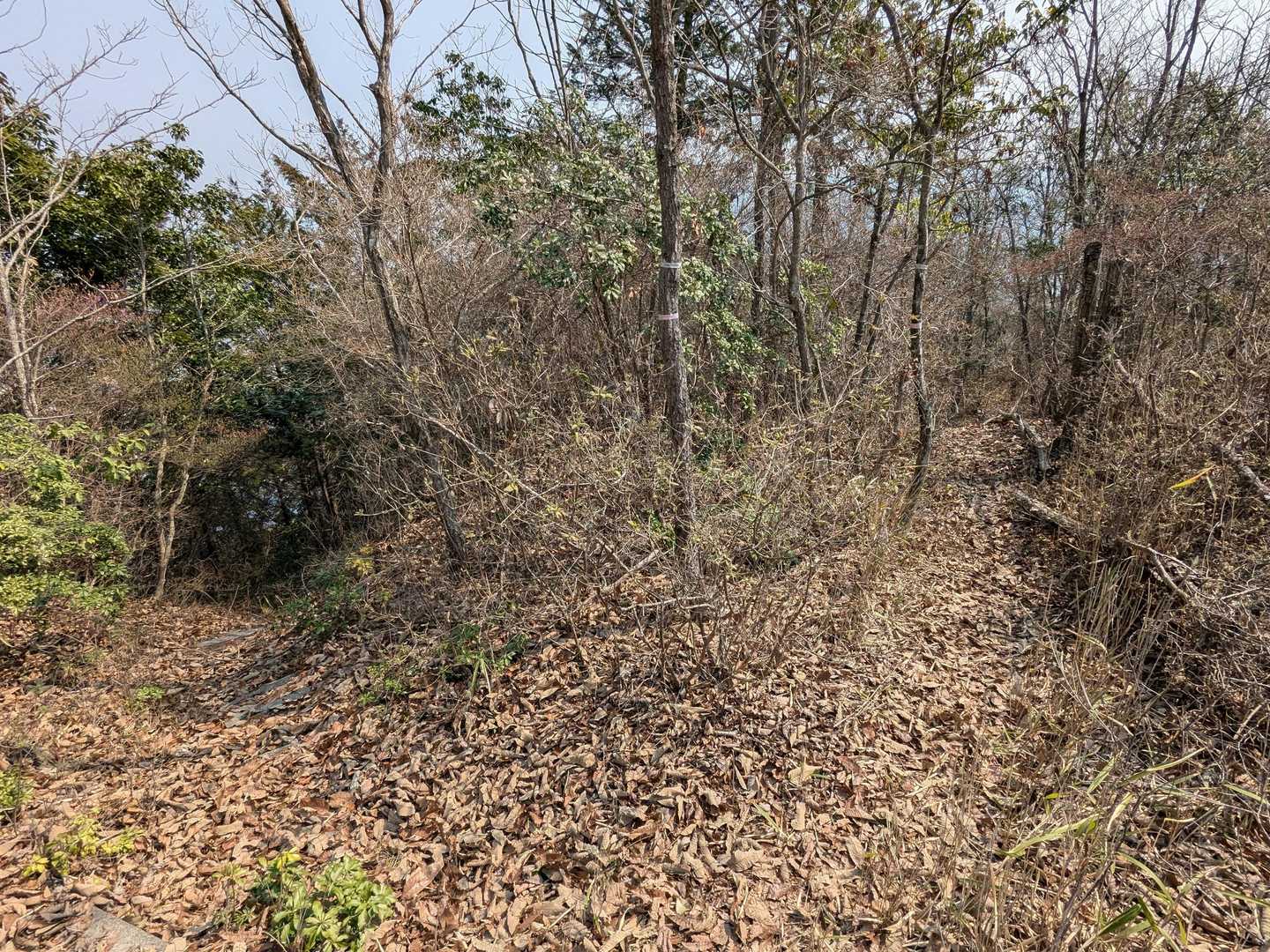 間違いやすい分岐？ 右側の細道が赤線ルートだった。