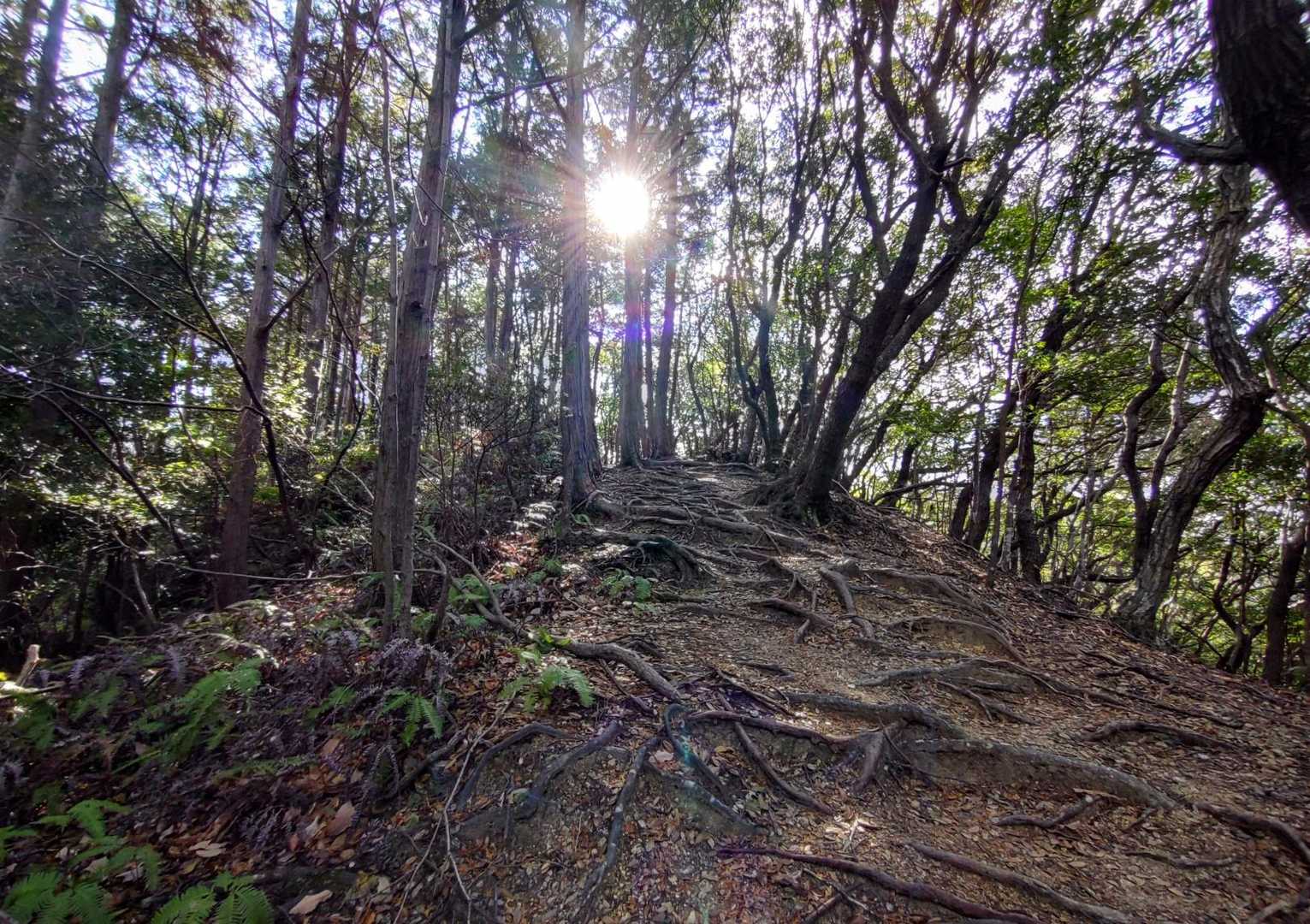 木の根の道は出来るだけふまないように。。🌲🌲